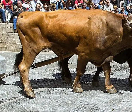 Basque Palace, Mansion Con Jardin, Barbacoa, Gimnasio, Piscina, Sauna ホームステイ ムンギア