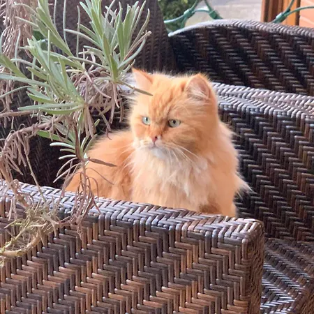 Basque Palace, Mansion Con Jardin, Barbacoa, Gimnasio, Piscina, Sauna ホームステイ ムンギア